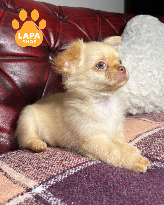 кремовый чихуахуа