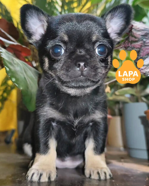 чорний підпалий чихуахуа