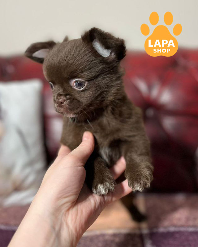 шоколадный чихуахуа