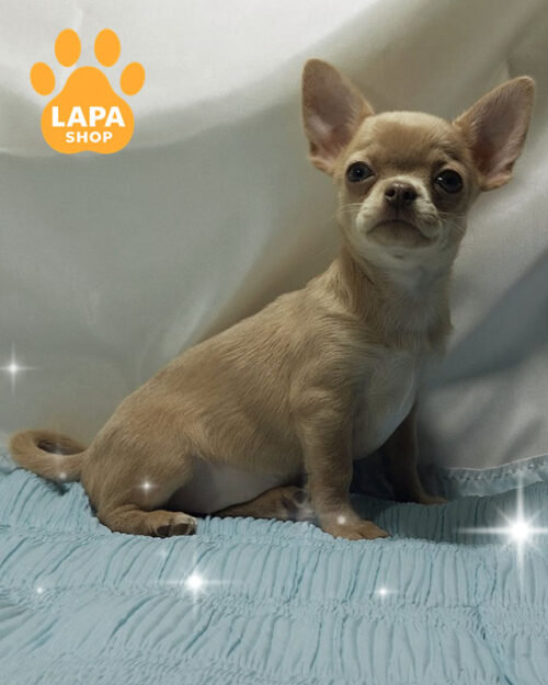 ліловий чихуахуа