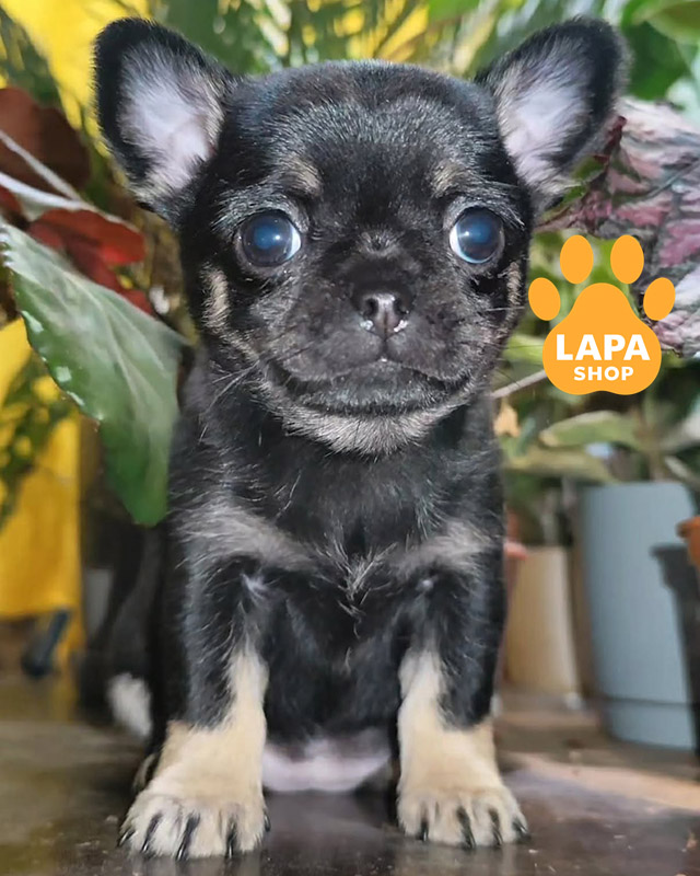 чорний підпалий чихуахуа