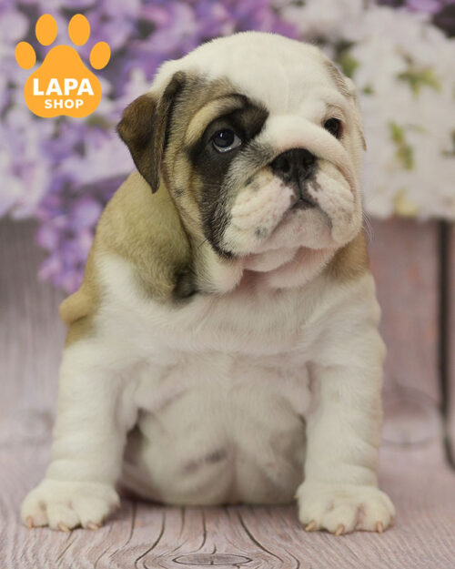 рыже-белый английский бульдог