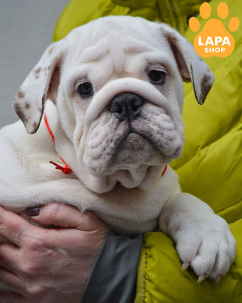 білий англійський бульдог
