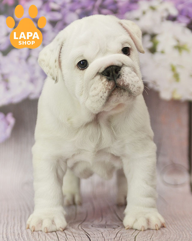 бело-рыжий английский бульдог