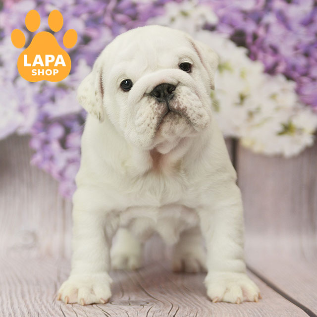 Chumatskyi-Shliakh-02