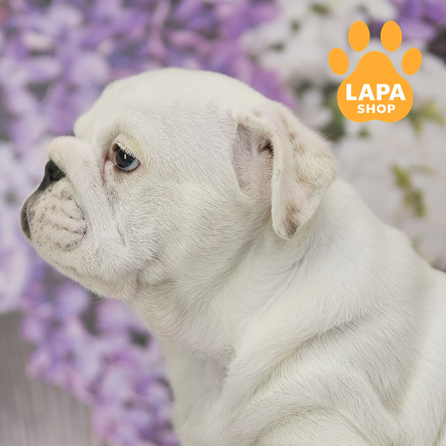 Chumatskyi-Shliakh-03