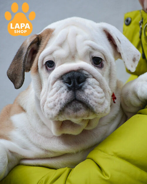 рудо-білий англійський бульдог