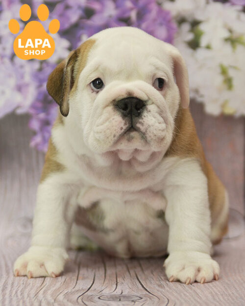 рудо-білий англійський бульдог