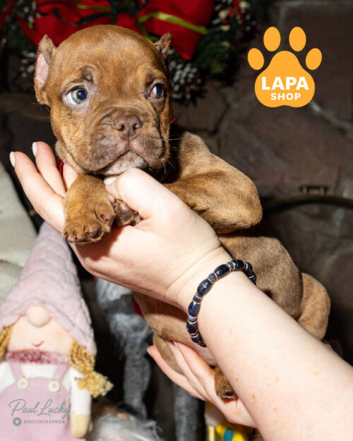 chocolate American Bully