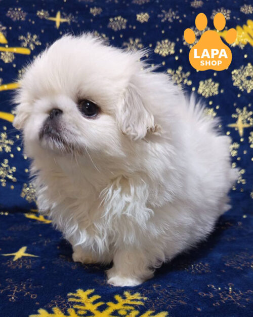 Cleo — білий красунчик породи пекінес