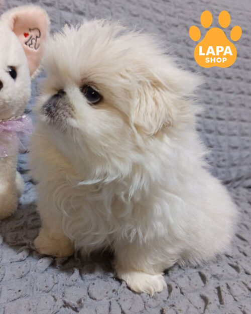 білий пекінес