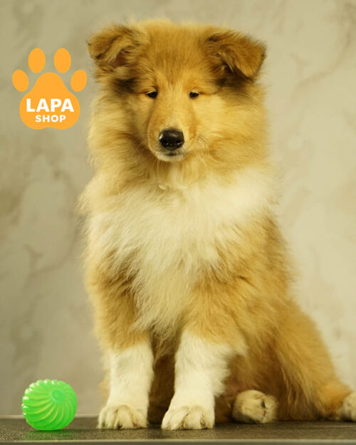 рыже-белая коли длинношерстная