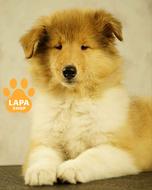 рыже-белая коли длинношерстная