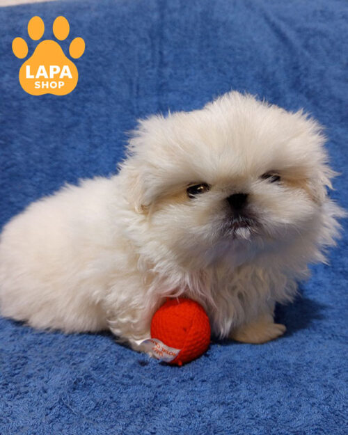 білий пекінес