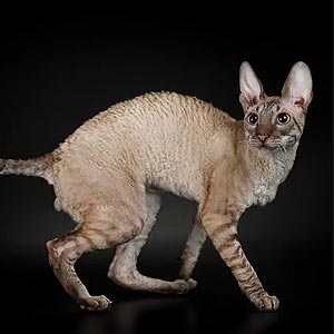 Изысканный корниш-рекс в белоcнежной шубке Nest crx dad