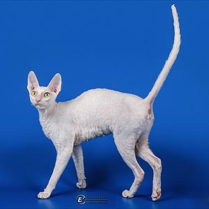 Изысканный корниш-рекс в белоcнежной шубке Nest crx mom