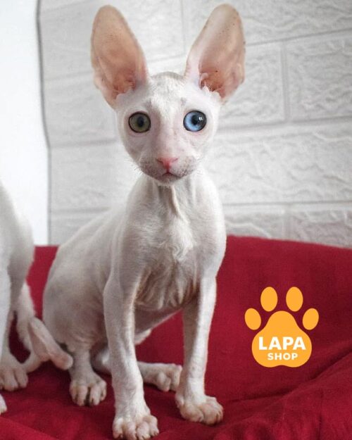 разноглазый корниш-рекс