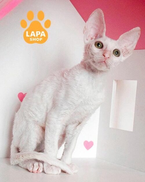 белоснежный корниш-рекс