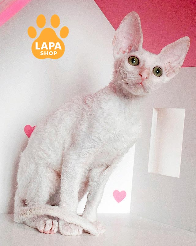 белоснежный корниш-рекс