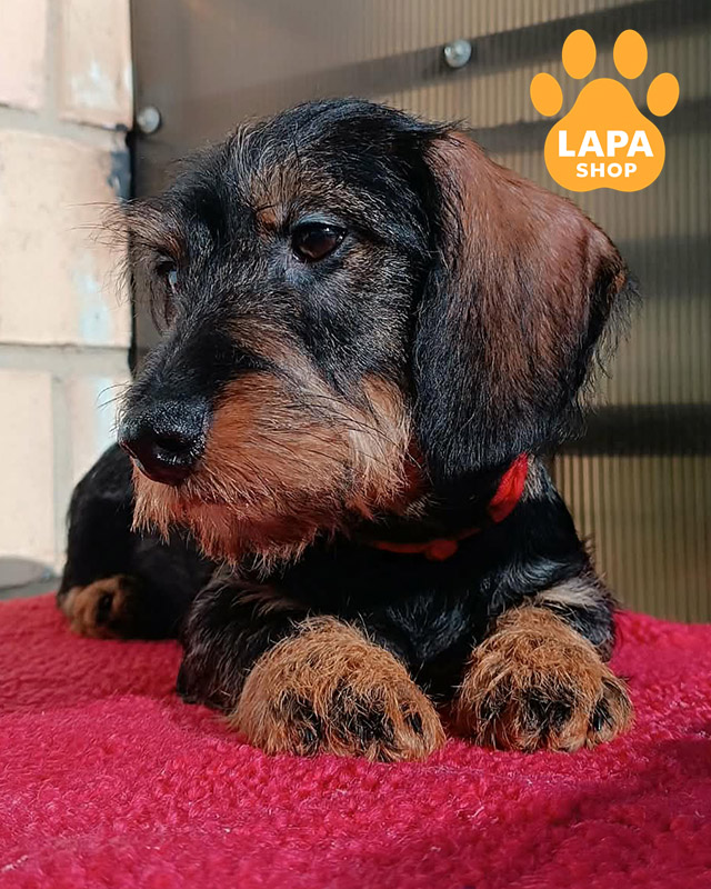 жестокошерстная такса