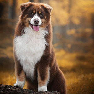 Милий красунчик породи австралійська вівчарка в шубці мармурового забарвлення dad 11