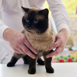 Элегантная шотландская кошечка в эффектной шубке Xena dad 5