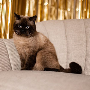 Yukki — голубой длинношерстный вислоухий шотландский котик dad 6