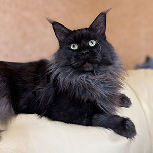 Очаровательная красавица Li-li породы мейн-кун ждет своей семьи dad