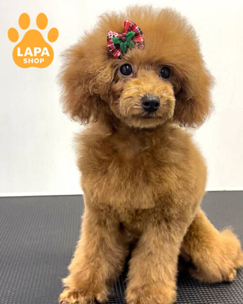 пудель мініатюрний