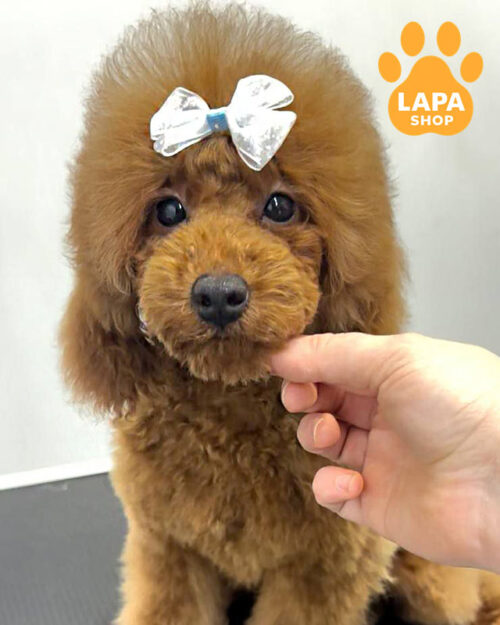 красный той пудель