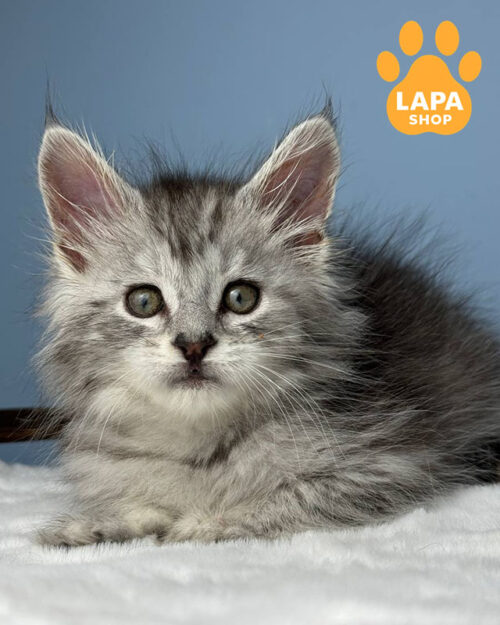 чорний сріблястий мейн-кун