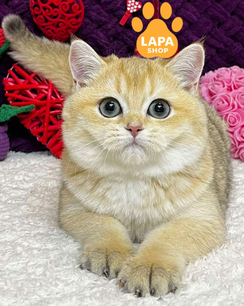 чорний золотий скотіш-страйт