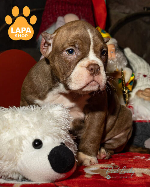 purple American Bully