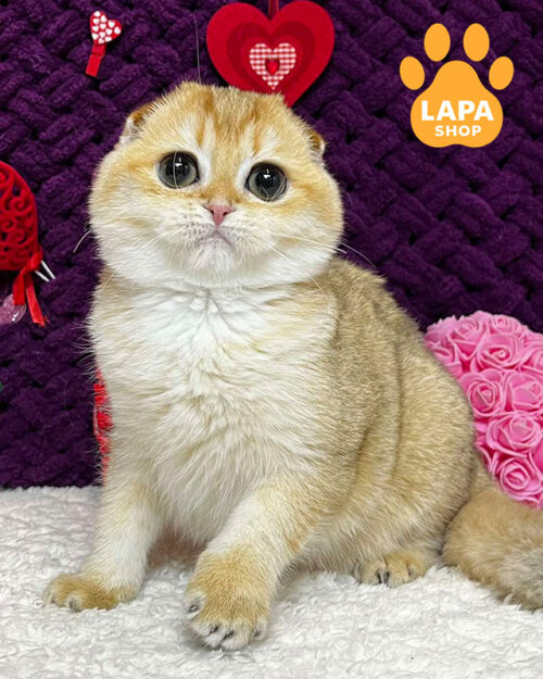 ЧОРНИЙ ЗОЛОТИЙ скотіш-фолд