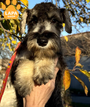 Miniature Schnauzer salt and pepper coloring