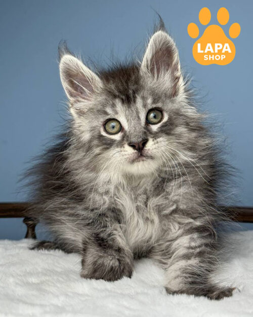 чорний сріблястий мейн-кун