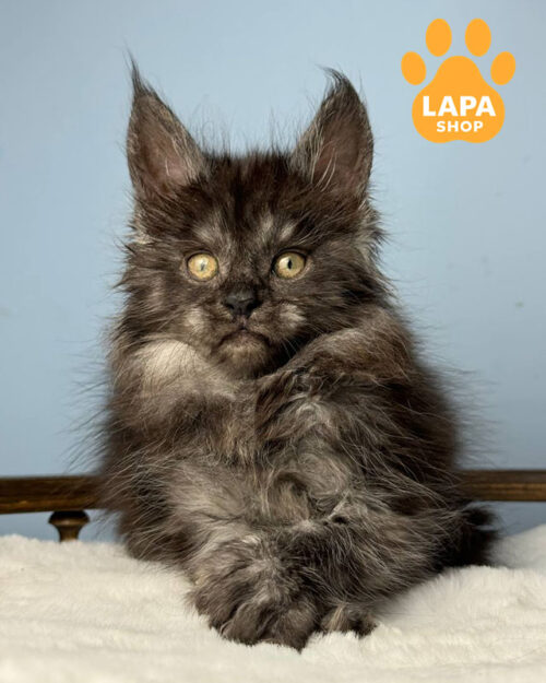 чорний димний мейн-кун