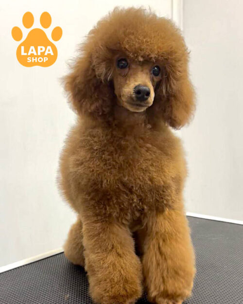 червоний пудель мініатюрний