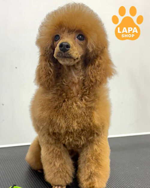 червоний пудель мініатюрний