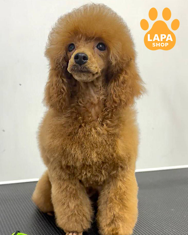 червоний пудель мініатюрний