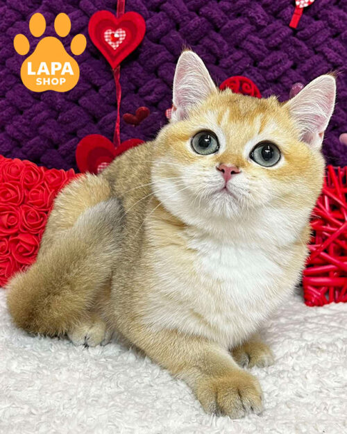 чорний золотий скотіш-страйт