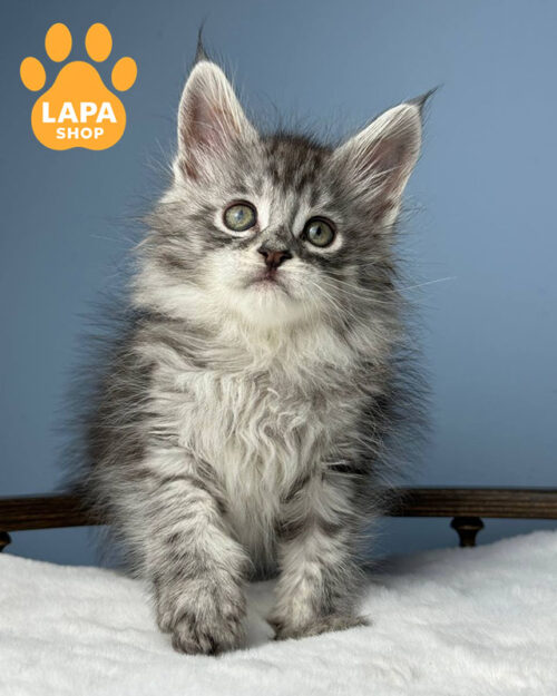 чорний сріблястий мейн-кун