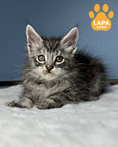 чорний сріблястий мейн-кун