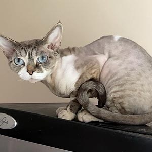 Hayden – невероятный девон-рекс с очаровательным взглядом и нежным окрасом drx dad