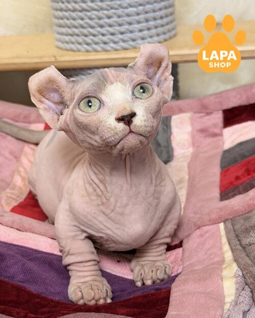 голубой двельф