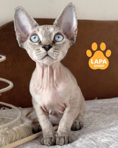 пятнистый девон-рекс