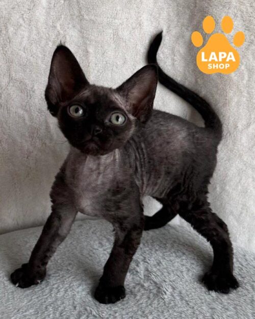 black Devon Rex kitty