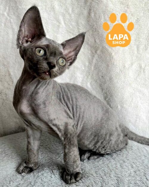 blue Devon Rex