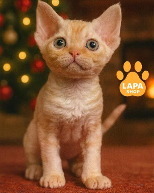 рыжий котенок девон-рекс <br> <br> <br>