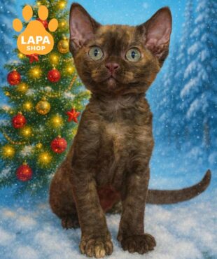 черепаховая кошка девон-рекс